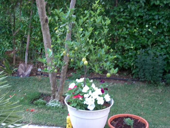 HPIM2705 - gradina-continuare