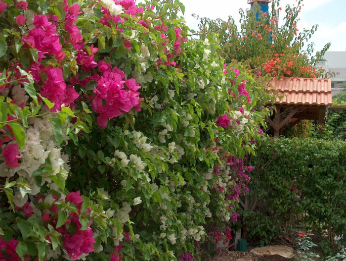 HPIM2836 - gradina-continuare