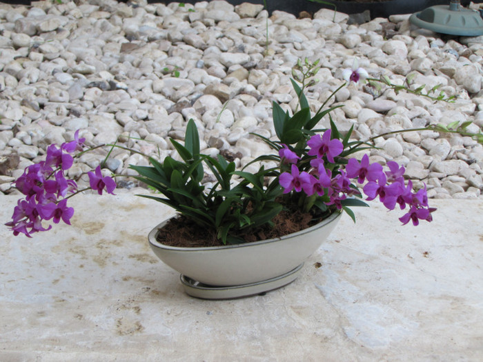 IMG_0877 - gradina-continuare