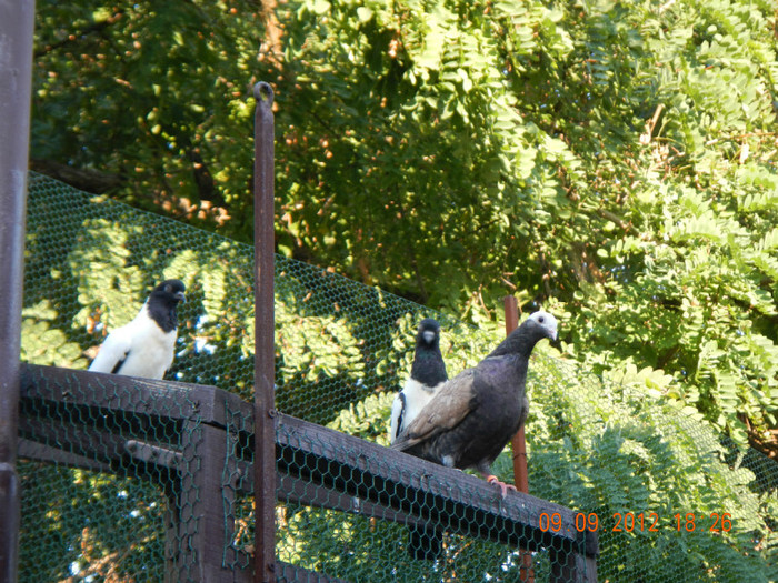 DSCN8256 - 1805 Catalin Radu