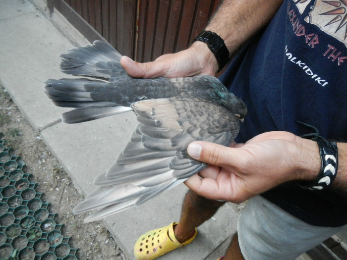 DSCN8269 - 1805 Catalin Radu