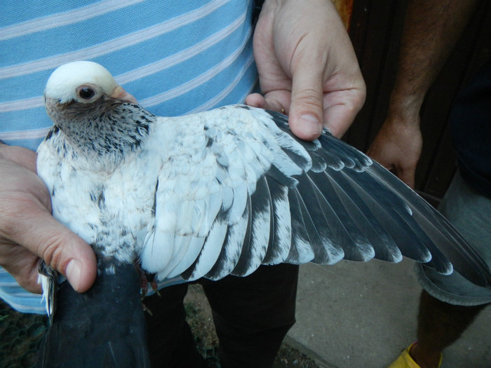 DSCN8277 - 1805 Catalin Radu