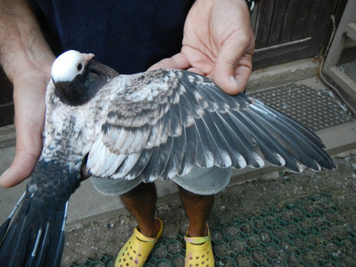 DSCN8281 - 1805 Catalin Radu