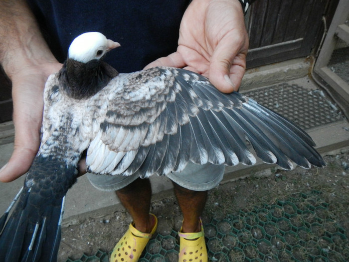 DSCN8282 - 1805 Catalin Radu