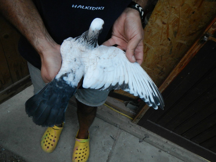 DSCN8303 - 1805 Catalin Radu