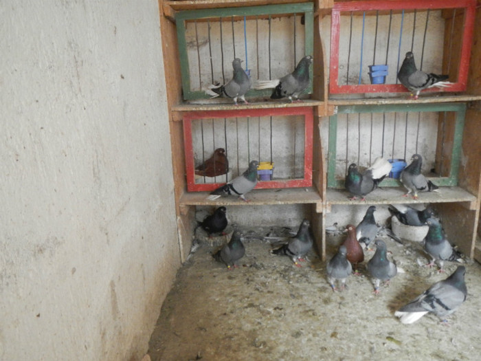 DSCN8038 - Vrapciu 1