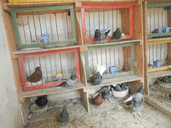 DSCN8041 - Vrapciu 1