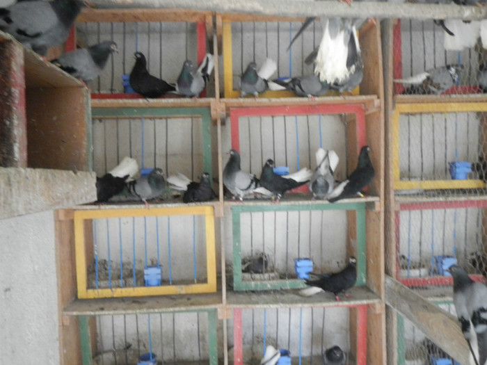 DSCN8042 - Vrapciu 1