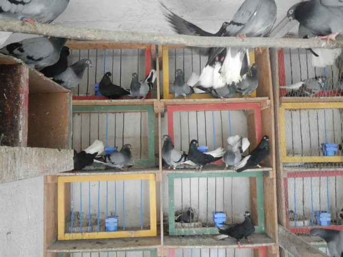 DSCN8043 - Vrapciu 1