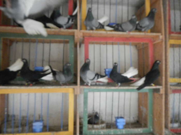 DSCN8044 - Vrapciu 1