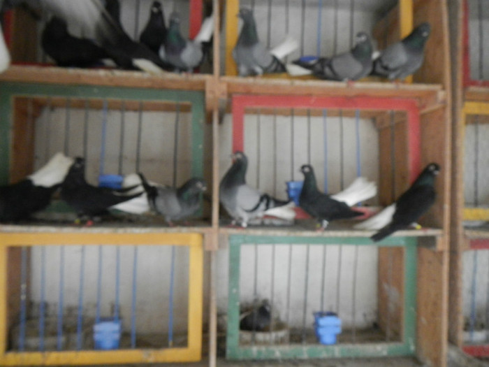 DSCN8045 - Vrapciu 1