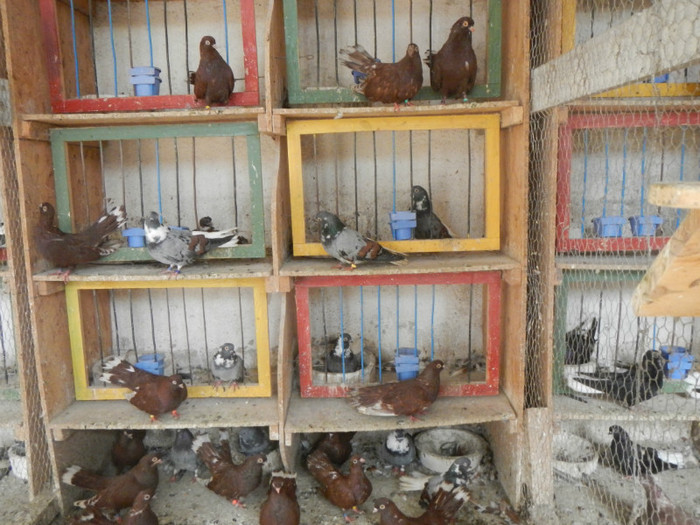 DSCN8047 - Vrapciu 1