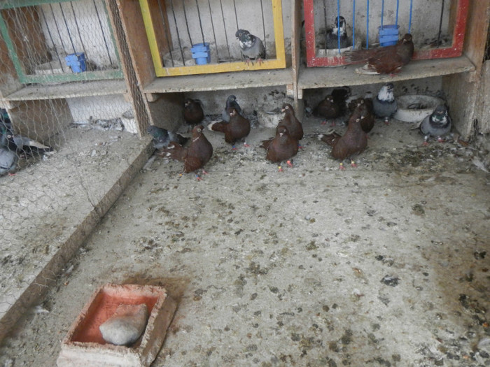 DSCN8049 - Vrapciu 1