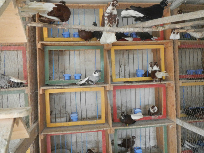 DSCN8059 - Vrapciu 1