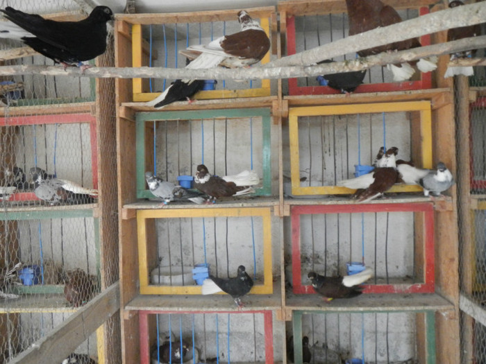 DSCN8064 - Vrapciu 1