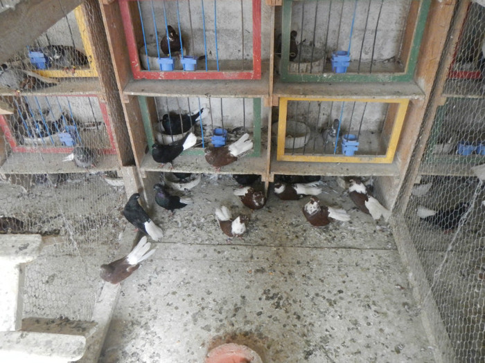 DSCN8066 - Vrapciu 1