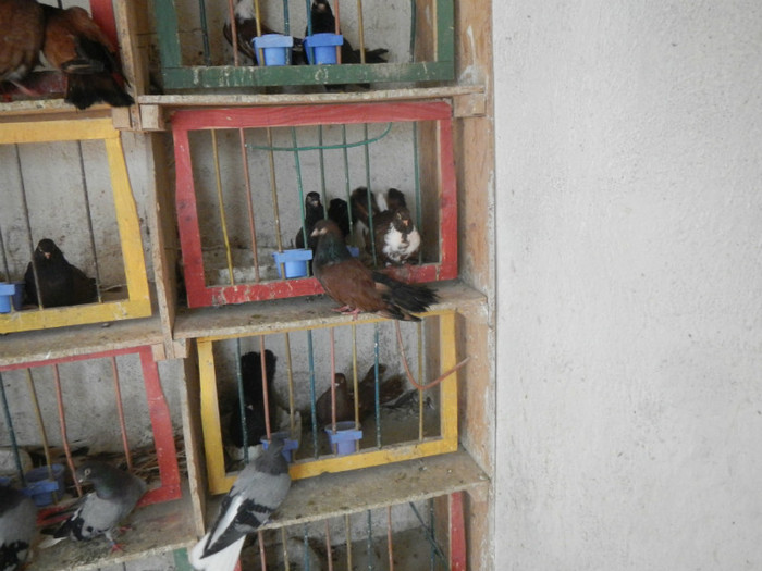 DSCN8069 - Vrapciu 1