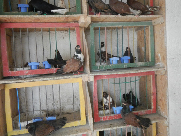 DSCN8071 - Vrapciu 1