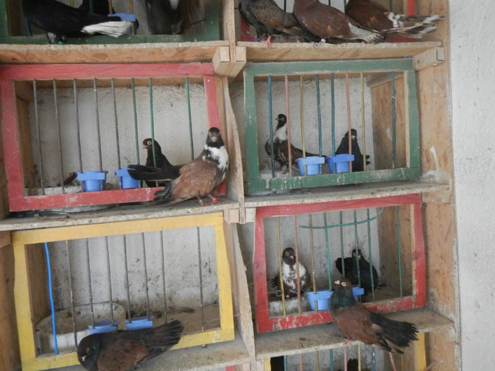 DSCN8072 - Vrapciu 1