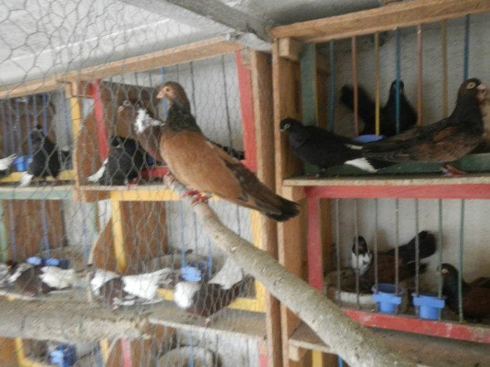 DSCN8073 - Vrapciu 1