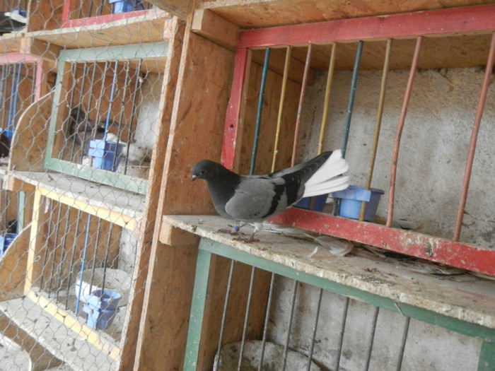 DSCN8075 - Vrapciu 1