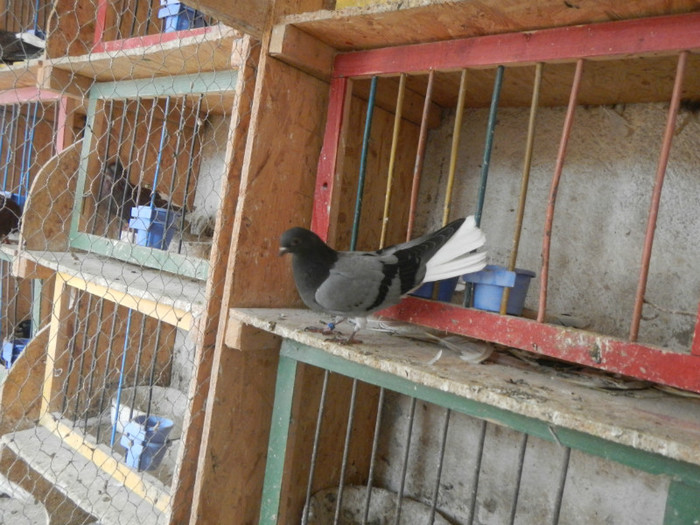 DSCN8076 - Vrapciu 1