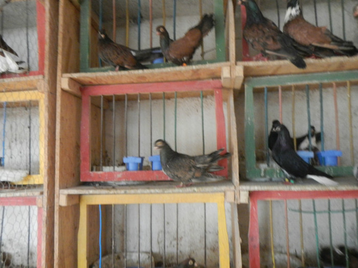 DSCN8077 - Vrapciu 1