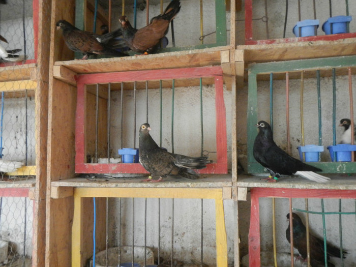 DSCN8079 - Vrapciu 1