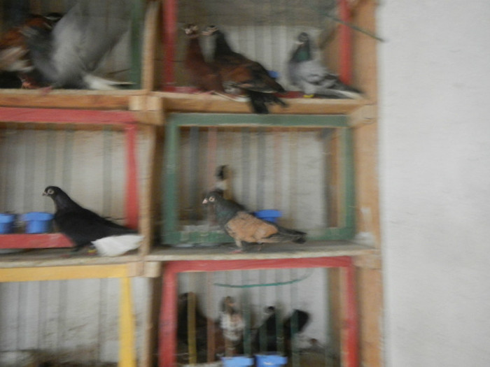 DSCN8081 - Vrapciu 1