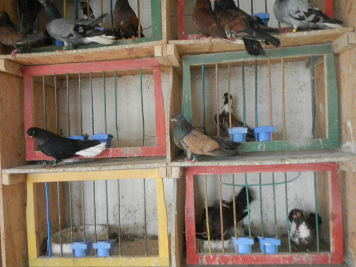 DSCN8082 - Vrapciu 1