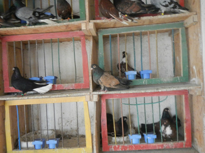 DSCN8084 - Vrapciu 1