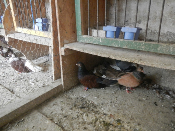 DSCN8088 - Vrapciu 1