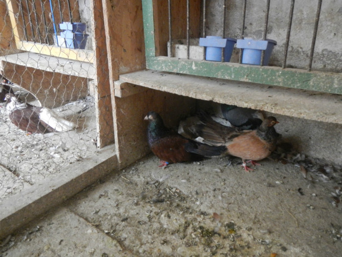 DSCN8089 - Vrapciu 1