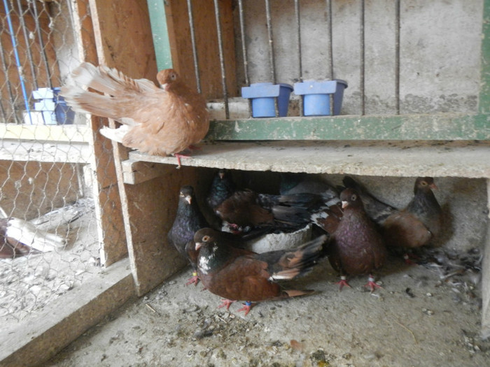 DSCN8090 - Vrapciu 1