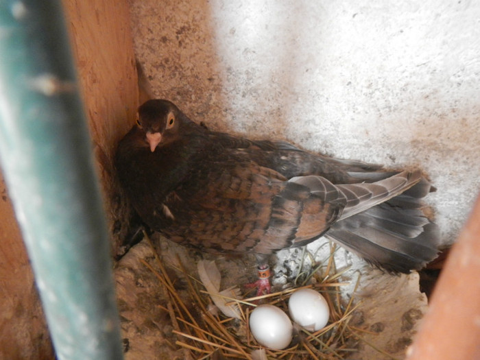 DSCN8091 - Vrapciu 1