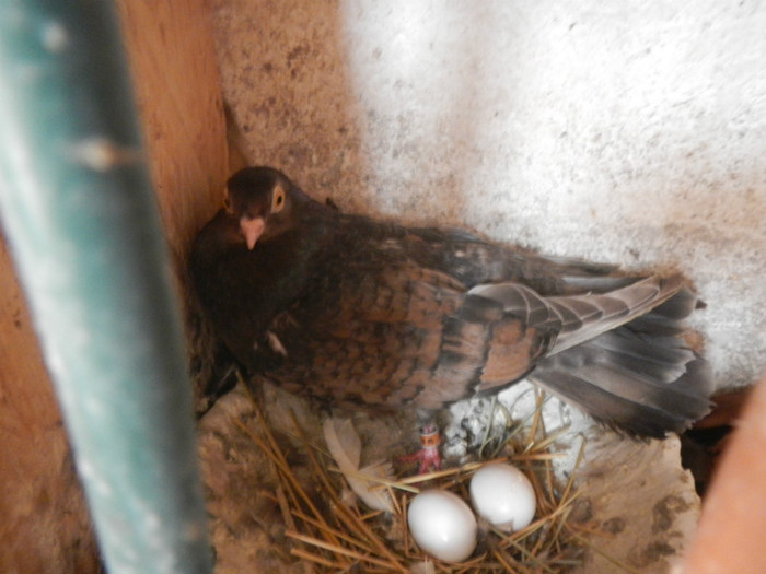 DSCN8092 - Vrapciu 1