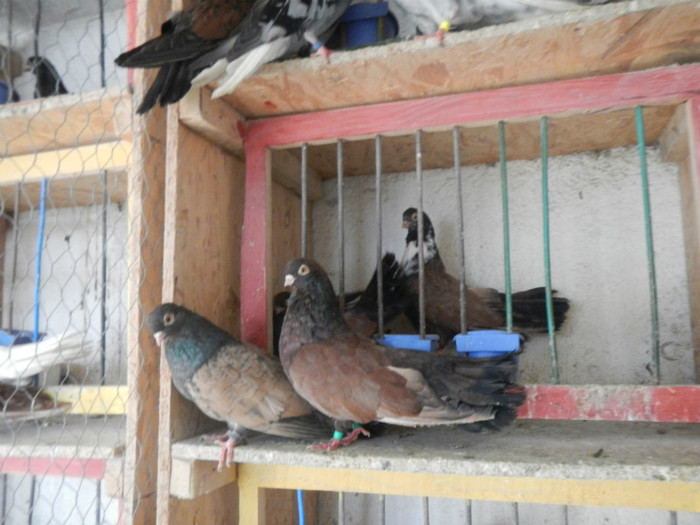 DSCN8093 - Vrapciu 1