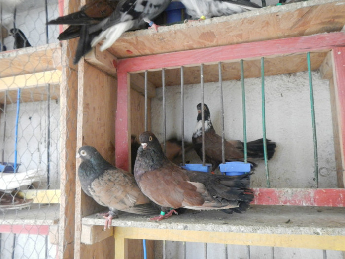 DSCN8094 - Vrapciu 1