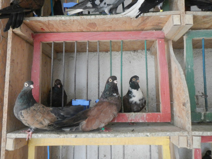 DSCN8095 - Vrapciu 1