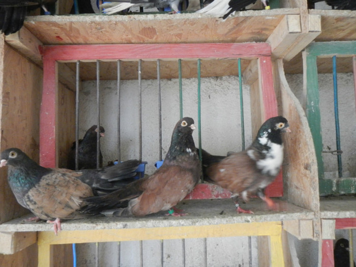 DSCN8096 - Vrapciu 1