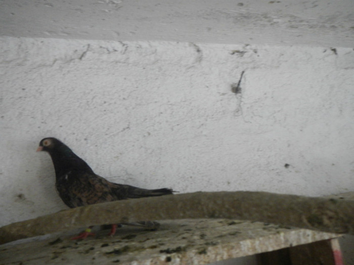 DSCN8097 - Vrapciu 1