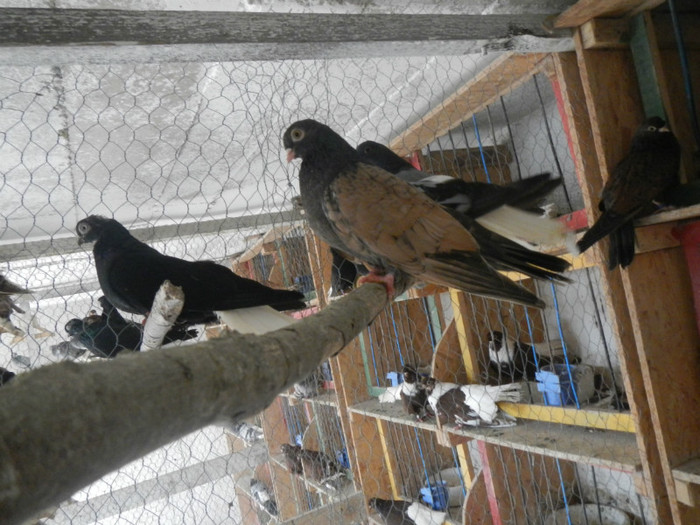 DSCN8098 - Vrapciu 1