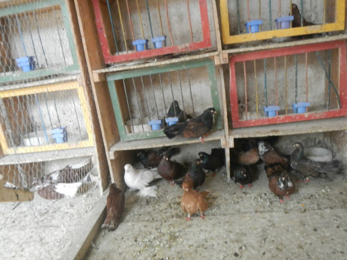 DSCN8099 - Vrapciu 1