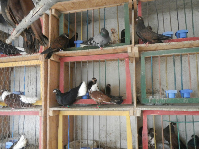 DSCN8102 - Vrapciu 1