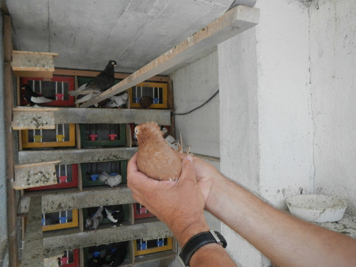 DSCN8021 - Vrapciu 2