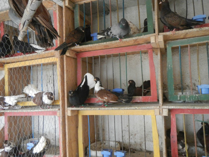 DSCN8104 - Vrapciu 1