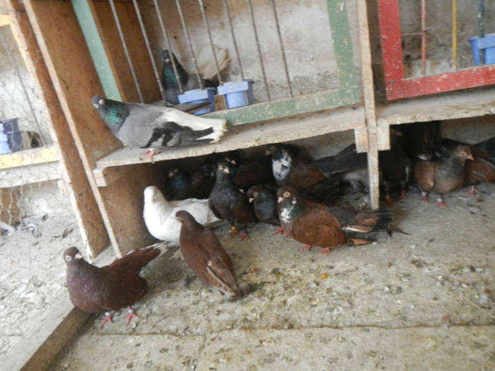 DSCN8105 - Vrapciu 1