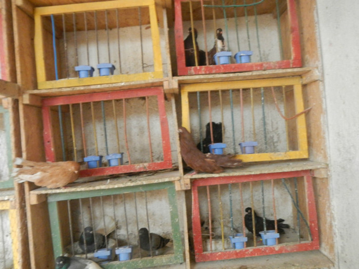 DSCN8109 - Vrapciu 1