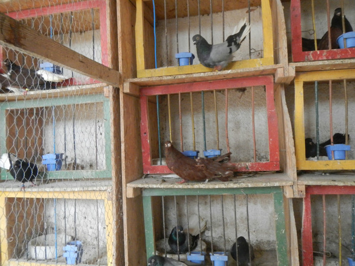 DSCN8111 - Vrapciu 1