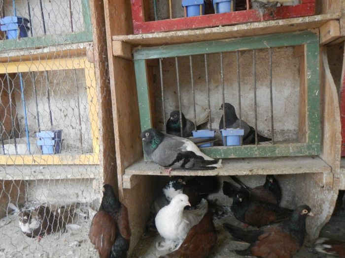 DSCN8115 - Vrapciu 1